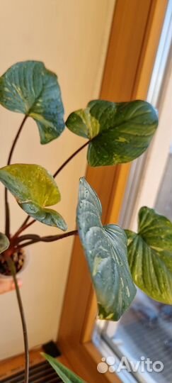 Хомаломена рубенс