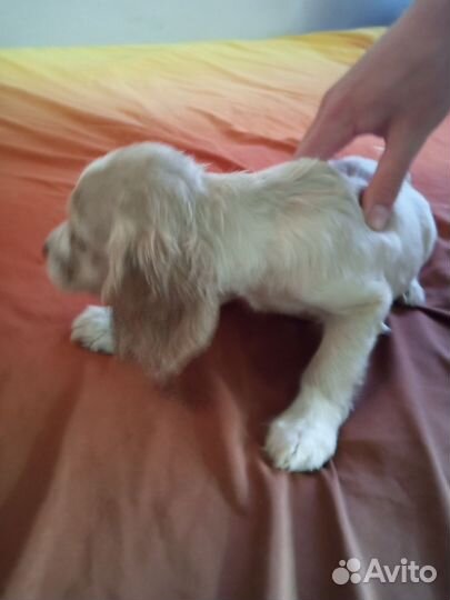 Щенки от ам. кокера