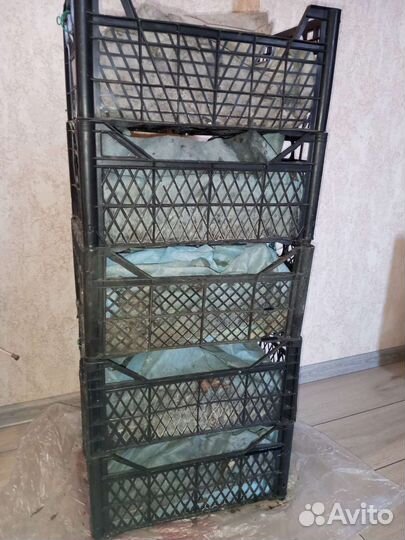 Червь Навозный. Маточная семья