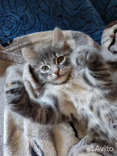 Котëнок, в добрые руки, девочка