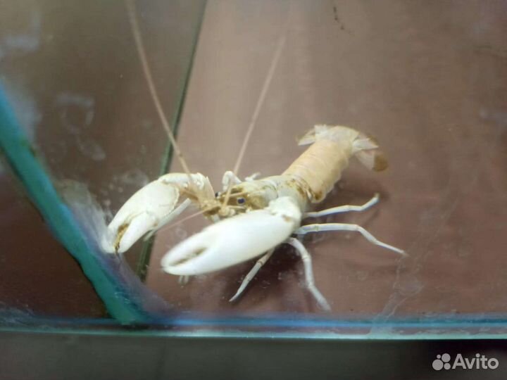 Аквариумные раки в ассортименте магазин Беляево