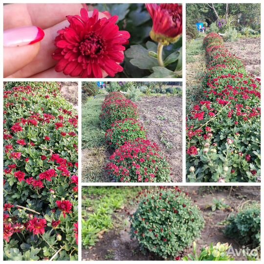 Хризантема мультифлора