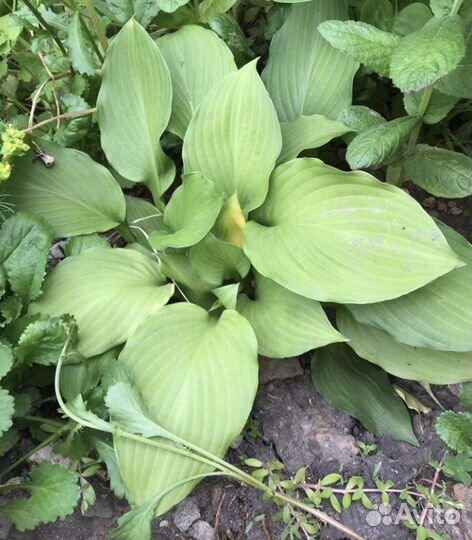 Хоста куст 3 розетки
