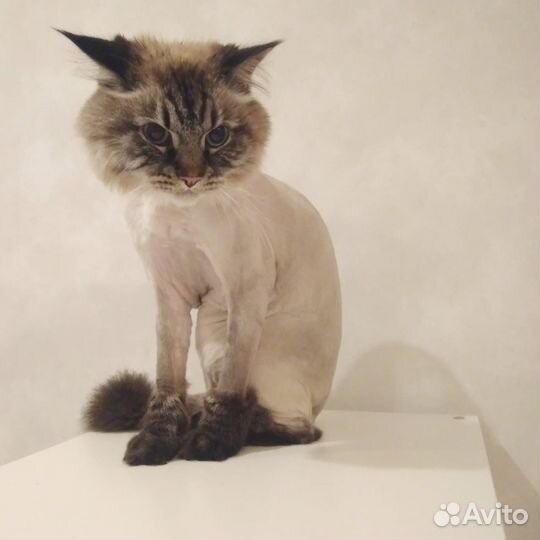 Стрижка кошек за 15-25 минут - груминг