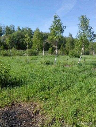 Участок 12,5 сот. (СНТ, ДНП)