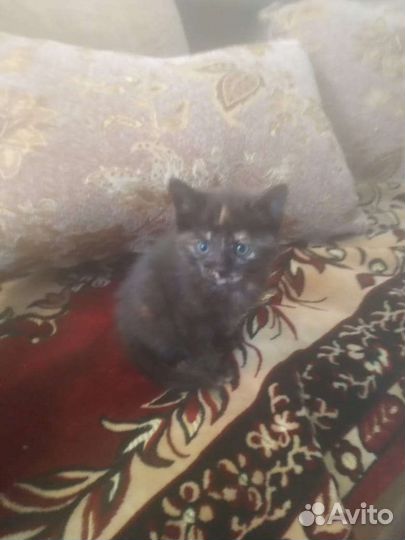 Кошка в дар