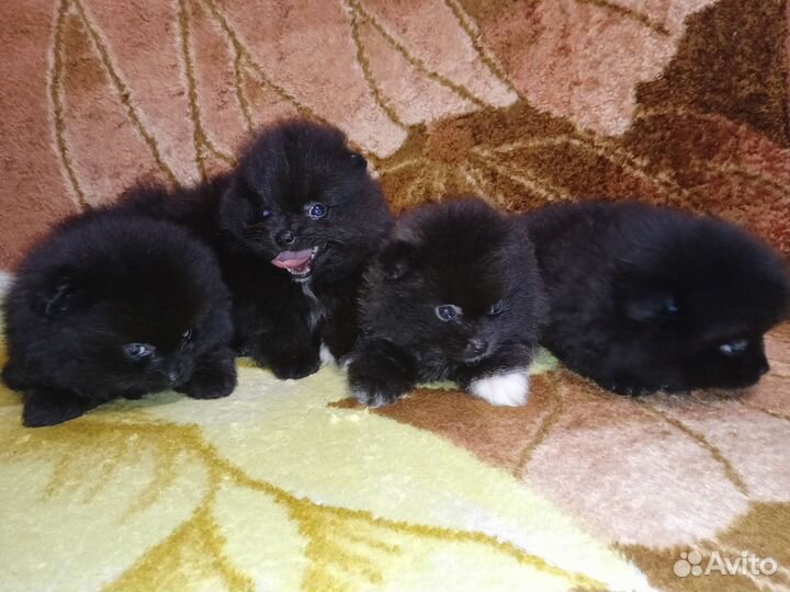Щенки шпица