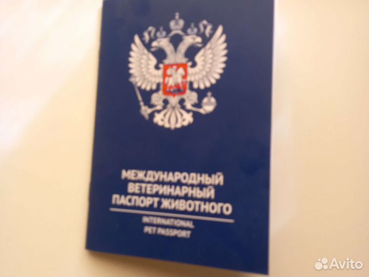 Щенок курцхаар