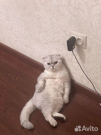 Шотландская