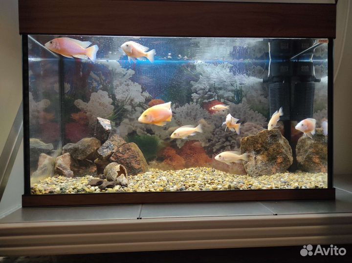 Аквариум