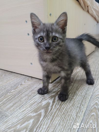 Котята в дар бесплатно