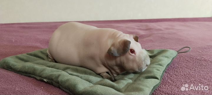 Морские свинки. Белые скинни