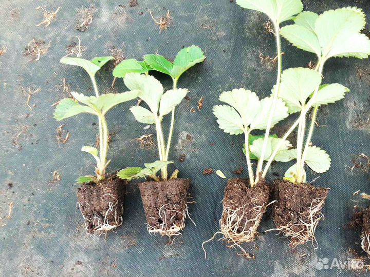 Рассада клубники. Оптом от 128 шт