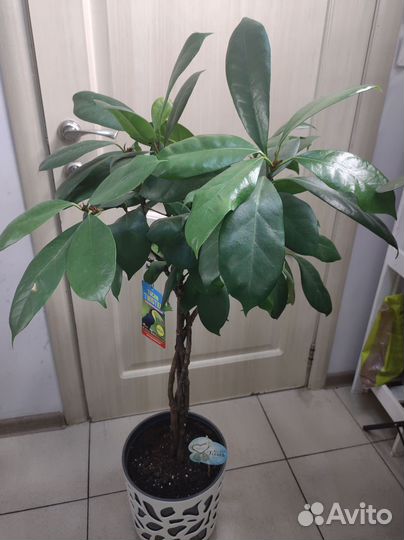 Фикус циастипула 120 см