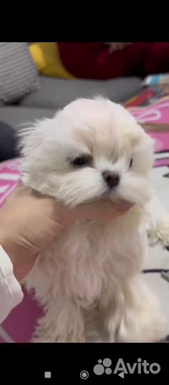 Щенки собаки