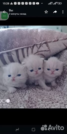 Персидские котята