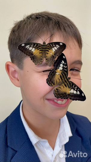 Шоу бабочек - мастер класс с живыми бабочками