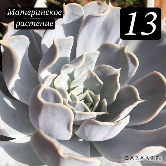 Суккуленты: эхеверия, крассула