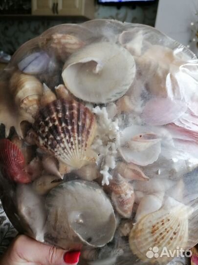 Ракушки в аквариум