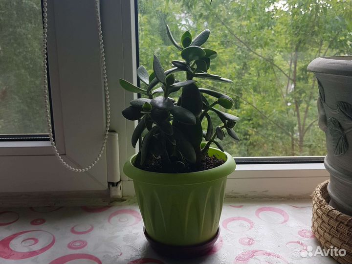 Денежное дерево