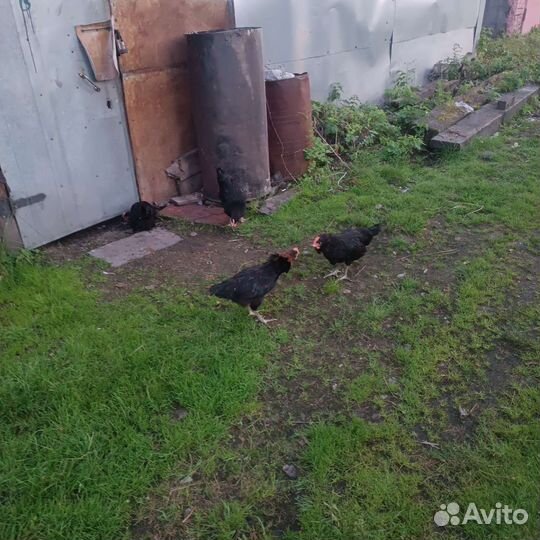 Петух московская черная