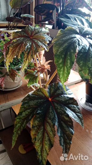 Комнатный цветок бегония Грифон
