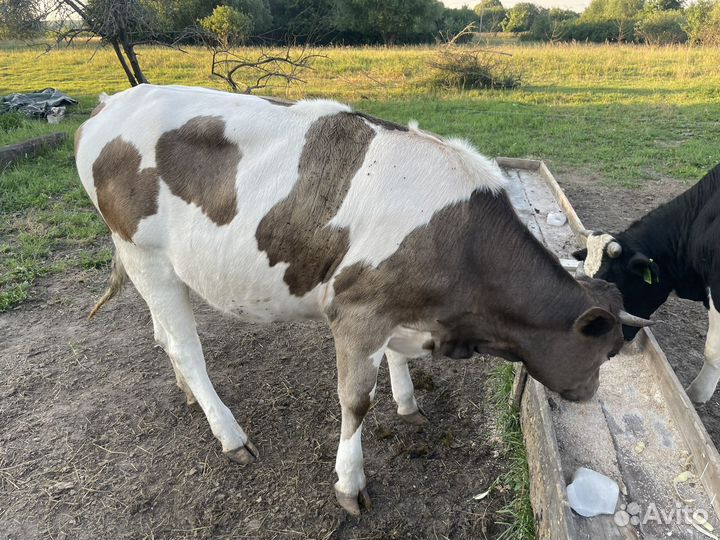 Стельная телка