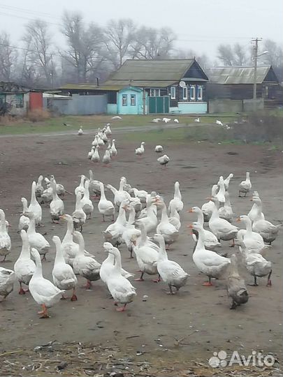 Гуси, утки на мясо