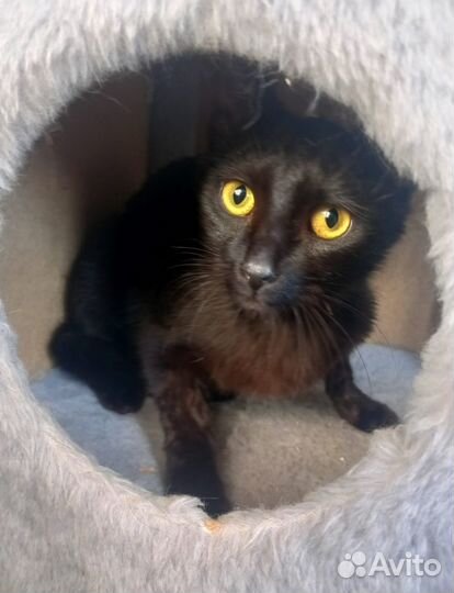 Кошка Нефертити 8 мес. стерилизованная