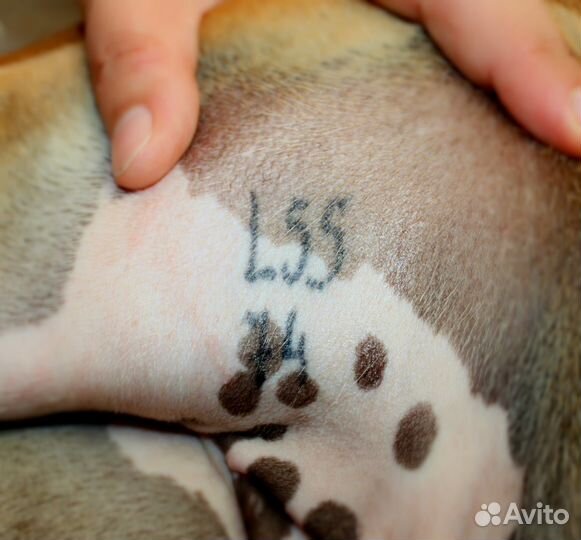 Клеймение щенков, собак
