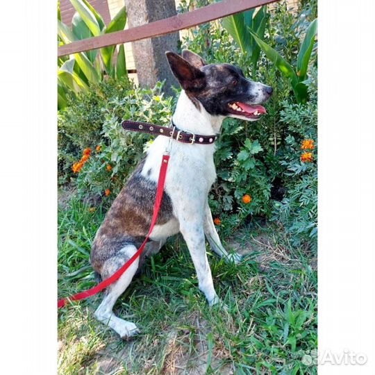 Собака 7 кг ищет дом