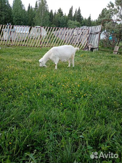 Зааненская дойная коза