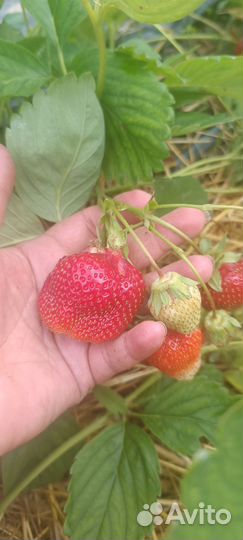 Рассада клубники азия,Альба, земклуника Купчиха