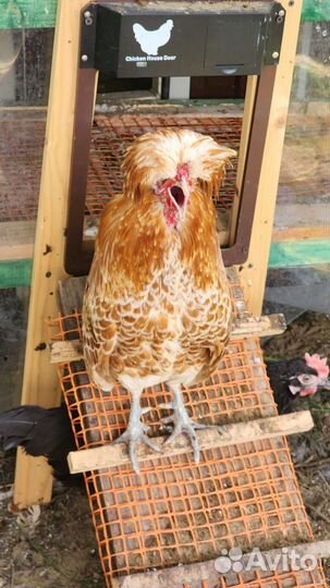 Петух Падуан шамоа карликовый; Йокогама