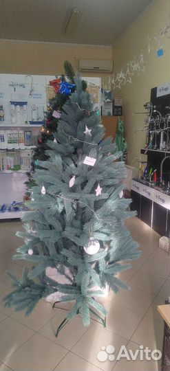 Ель кремлёвская Голубая