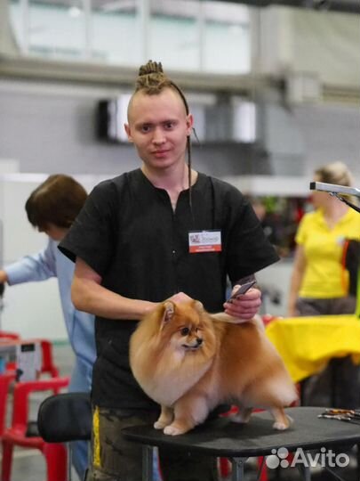 Породный пэт-груминг шпица