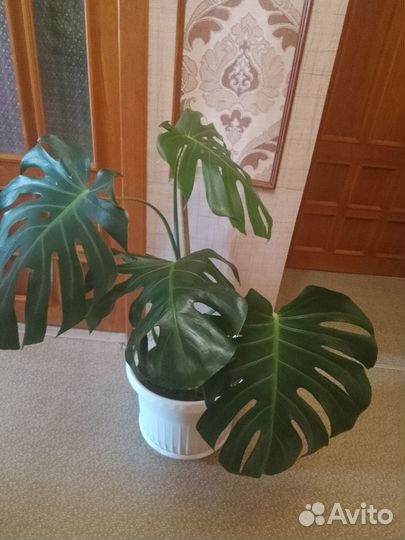 Разные монстеры и растения