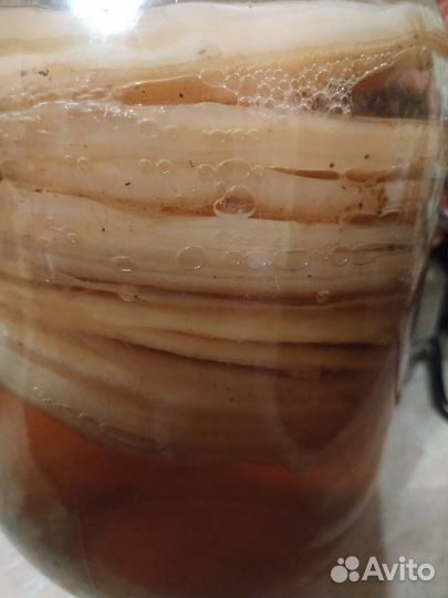 Чайный гриб комбуча