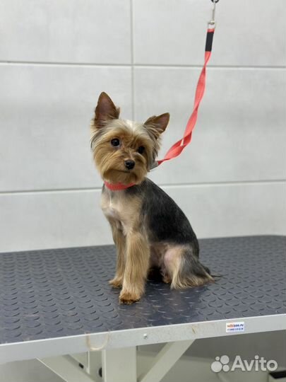 Стрижка собак и кошек с выездом на дом