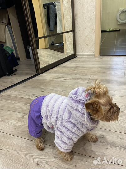 Зимний костюм для собак