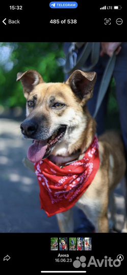 Отдам в хорошие руки