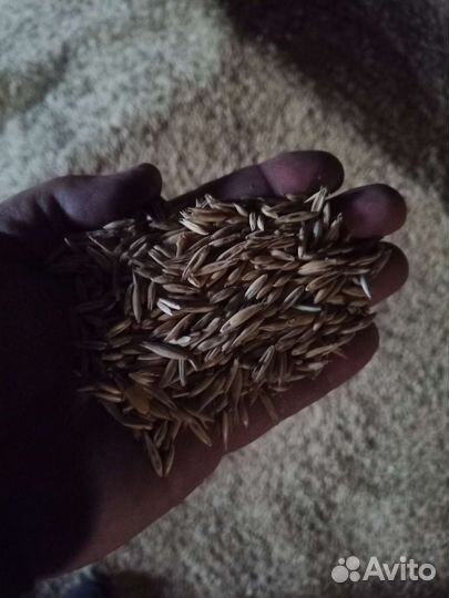 Зерно пшеница, ячмень, овес, соя