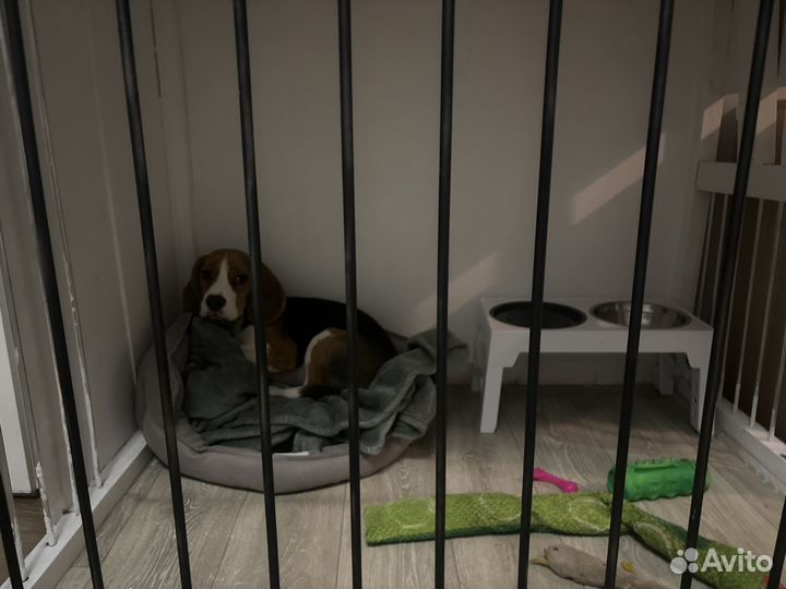 Клетка вольер для собак