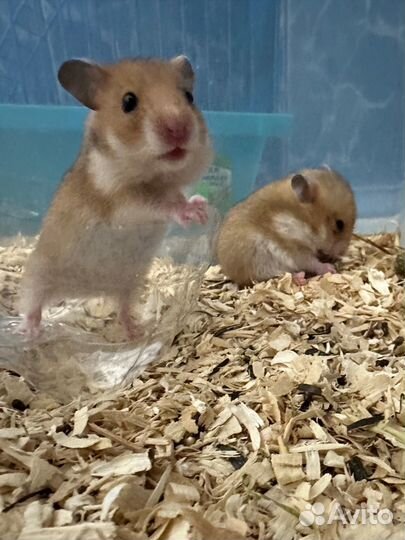 Сирийский хомяк