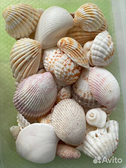 Ракушка настоящая заморская