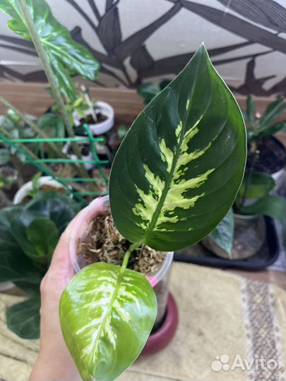 Диффенбахия Мароба