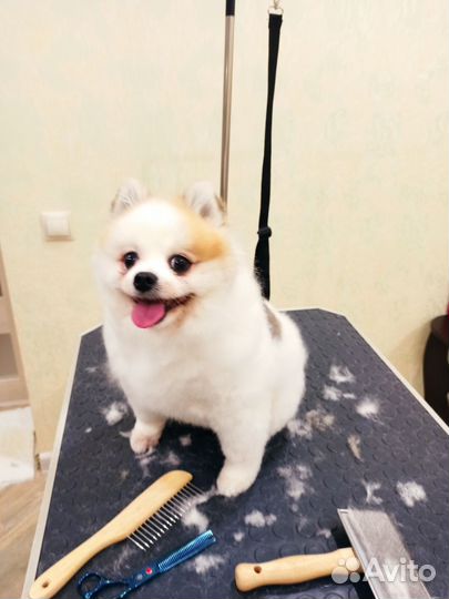 Грумер стрижка кошек и собак