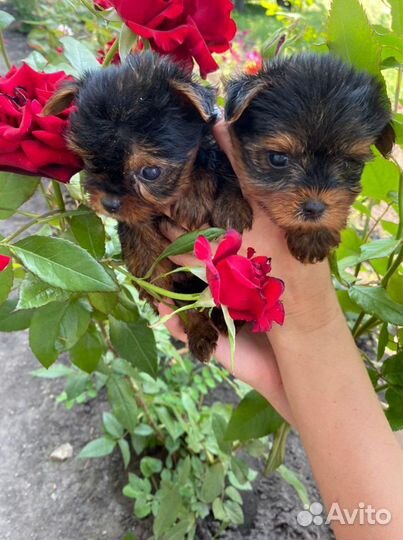 Йоркширский терьер