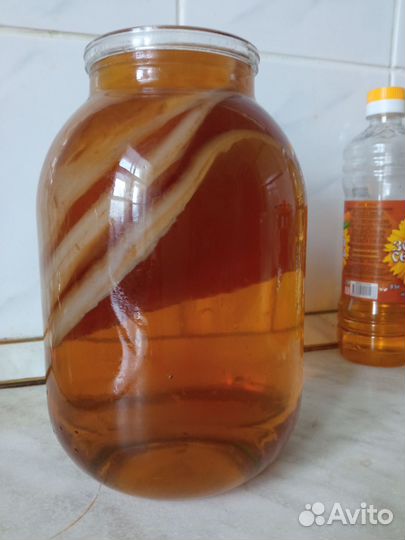 Чайный гриб