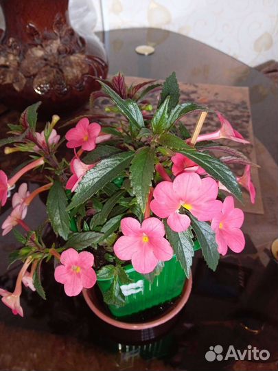 Ахименес Сабрина